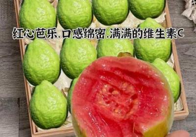 芭乐app下载不收费下载安装ios 芭乐下载页面