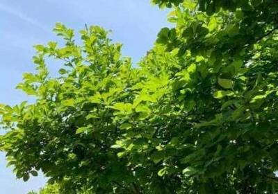 一前一后三单人过程如何写 一前一后打一个数字