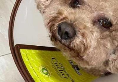 狗狗的东西又硬又烫如何办 狗狗的东西又硬又烫又臭怎么办小说