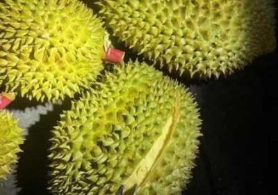 芭乐丝瓜黄瓜绿＊＊榴莲全新版 丝瓜黄瓜芭乐幸福宝