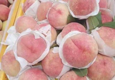 美丽的水蜜桃春潮超清画质提供播放 美丽的水蜜桃春潮hd