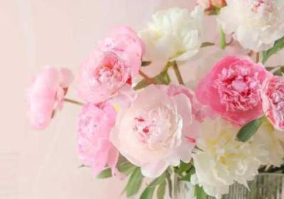 香软玉滑 香软玉滑(林芍药)小说免费阅读