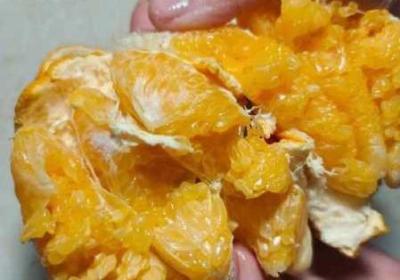 草莓榴莲未满十八岁的做法锦集 草莓榴莲丝瓜未满十八岁