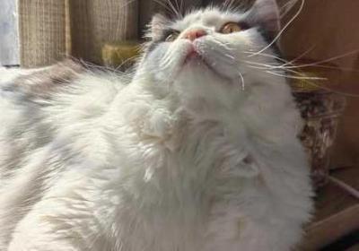 老师今日晚上随便你如何回复