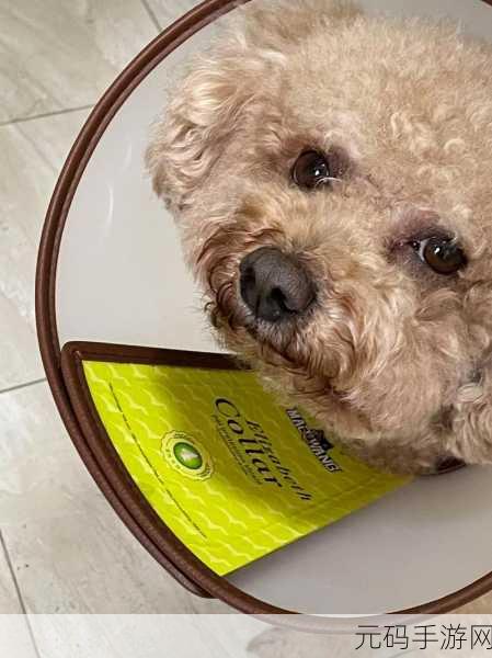 狗狗的东西又硬又烫怎么办，1. 狗狗出现硬烫现象，如何处理和预防？