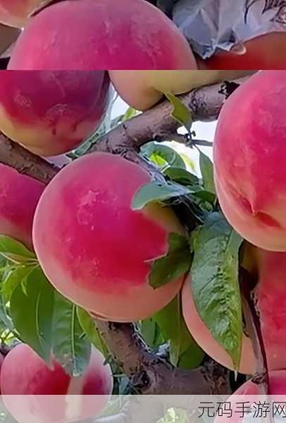 女生的桃子是什么样子的呢，1. 女生的桃子：甜美与柔软的完美结合