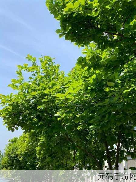 一前一后三个人过程怎么写，好的，以下是一些基于“一前一后三个人过程”主题拓展出的新