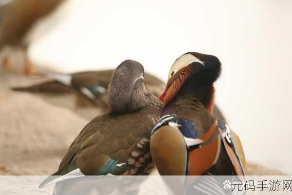 鸳鸯谱在线观看高清，1. 《鸳鸯谱：情缘背后的秘密与奋斗