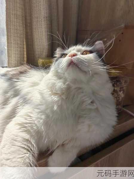 老师今天晚上随便你怎么回复，1. “自由表达：今晚你我之间的无限可能”