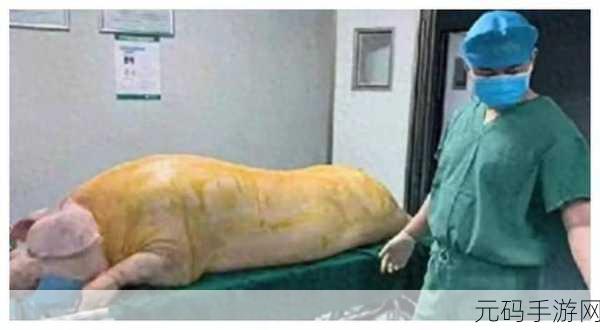 人与猪CROPROATION,1. 人与猪的协作:探索跨物种合作的新模式