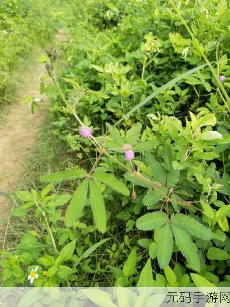 含羞草m码和欧洲码的区别是什么,含羞草M码与欧洲码的详细解析及其适用场景