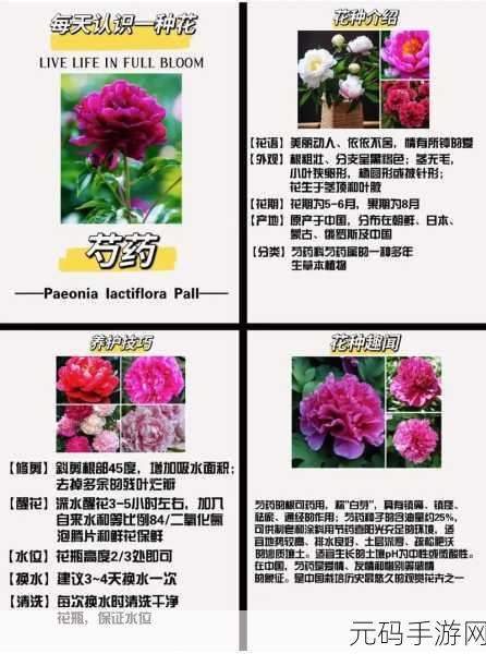 香软玉滑-林芍药,1. 香软玉滑,细品林芍药的芬芳魅力