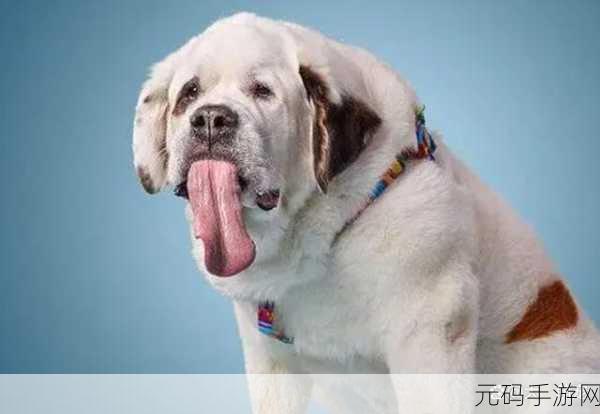 一边伸舌头一边快速喘气，1. 舔舌之间，快喘气的奇妙瞬间